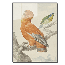 Kunst Reproductie Afdrukken Twee Exotische Vogels